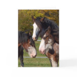 3 Clydesdale heads Cards