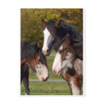 3 Clydesdale heads Postcard