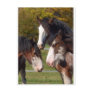 3 Clydesdale heads Postcard