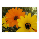 3 Daisies Greeting Card