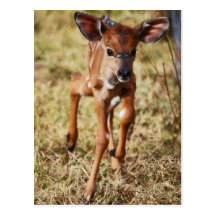 3 day old deer post cards