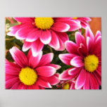 3 Flowers Poster