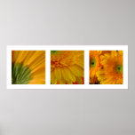 3 Gerberas Poster posters
