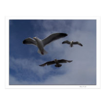 3 Gulls Post Cards
