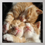 3 Kittens Print