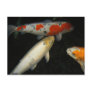 "3 Koi" Postcards
