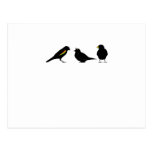3 little birds by erndub post card