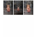 "3 Little Pigs" t-shirt by Cyril Helnwein