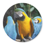 3 Macaws Large Magnet