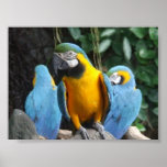 3 Macaws posters