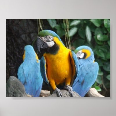 3 Macaws Posters by acrumpledphoto