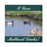 3 Male Mallard Ducks Magnet