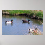 3 Male Mallard Ducks Poster