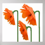 3 poppies posters