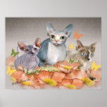 3 sphynx kittens cards