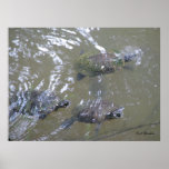 3 Turtles Swimming posters