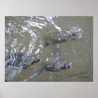 3 Turtles Swimming Posters by naturegirl7