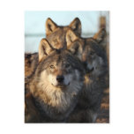 3 wolves postcards