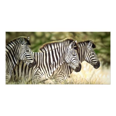 3 Zebra Photo Cards by craighbarber