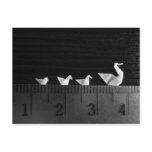 3cm Family Swim