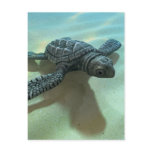 3d-baby-turtle postcards