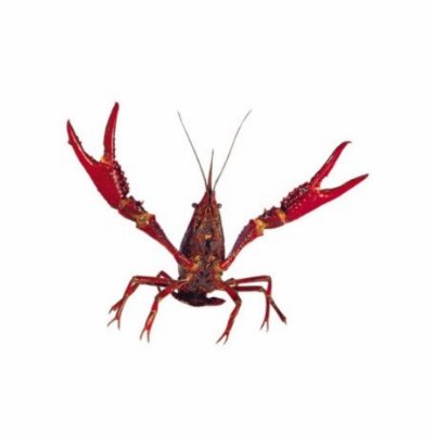 3D Crawfish Ornament Acrylic Cut Outs by cajungeneral