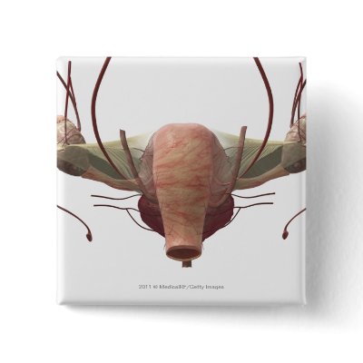 3d model of the female reproductive system buttons by MedicalRF