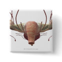 3d model of the female reproductive system buttons