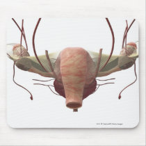 3d model of the female reproductive system mousemats