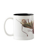 3d model of the female reproductive system coffee mug