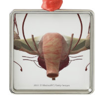 3d model of the female reproductive system christmas tree ornament