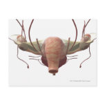 3d model of the female reproductive system post card