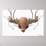 3d model of the female reproductive system posters