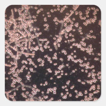 3D Yeast microscopic wet mount Square Sticker