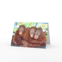 3's Not a Crowd - Orangutan Babies