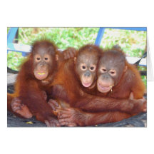 3's Not a Crowd - Orangutan Babies Cards