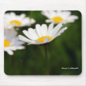 4 daisies mousepads