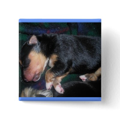 4 day old puppy button by minx267