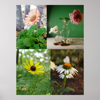 4 Flower Images, Print by TrailsThroughNature