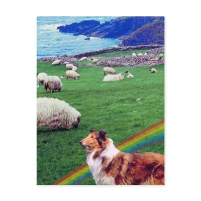 4.  Ireland Coast,  Collie & Flock of Sheep #2 Post Cards by 4westies