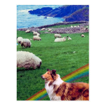 4.  Ireland Coast,  Collie & Flock of Sheep #2 Post Cards