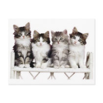 4 kittiens on a bench postcard