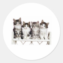 4 kittiens on a bench stickers