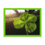 4 Leaf Clover Postcard
