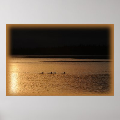4 loons print by jimmysam