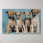 4 puppies poster posters