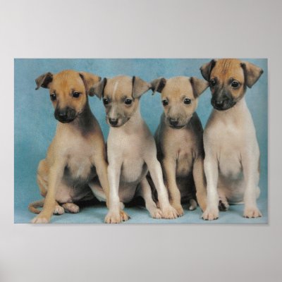 4 puppies poster by rescueadog