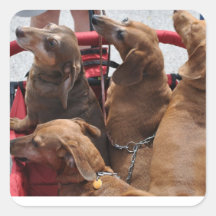 4 Times The Fun With Dachshunds Square Sticker