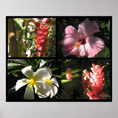 4 Tropical Flowers 4 Enchantment Poster Prints by naturalilly