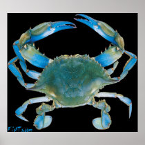 4ft. BlueCrab Poster